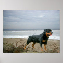 Rottweiler On The Beach Print