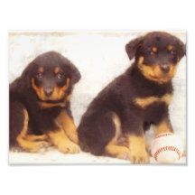 Rottweiler puppies photo art