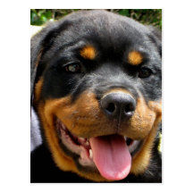 Rottweiler puppy face Dog Cute Postcards