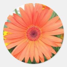Round Daisy Sticker