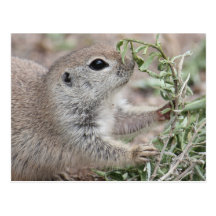 Round-Tailed Ground Squirrel Postcard