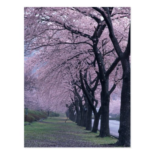 Row of cherryblossom trees post cards