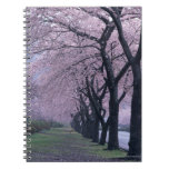 Row of cherryblossom trees spiral notebook