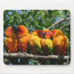 Row of Cute Little Parrots Snuggling Mouse Pad