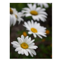 Row of Daisies Post Card