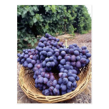 Royal Purple Grapes Post Cards