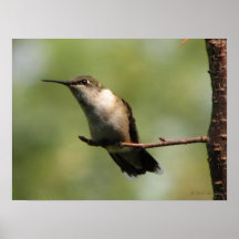 Ruby-throat Peeks Poster