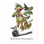 Ruby-throated Hummingbird, John Audubon Postcards