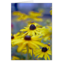 Rudbeckia Hirta I - card