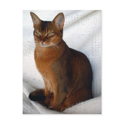 Abyssinian Cats Nz