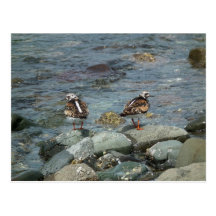 Ruddy Turnstone (Arenaria interpres). Post Cards