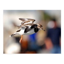 Ruddy Turnstone in Flight Postcards