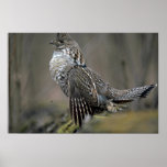 Ruffed grouse drumming posters