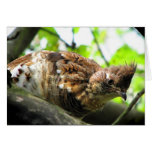 Ruffed Grouse Greeting Card