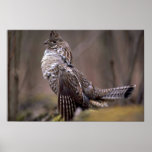 Ruffed Grouse Print