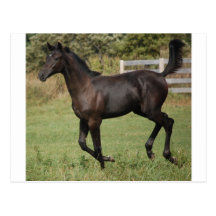 Running-Horse-2 Postcards