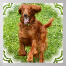 Running Irish Setter  Posters