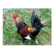 Running Rooster Postcard