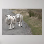 Rush Hour in The Highlands Poster Print