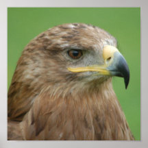 Russian Steppe Eagle Poster