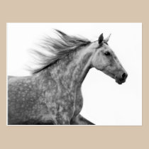 Rustic Galloping Andalusian Horse postcards