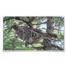 S Flaming Gorge Utah Fauna Birds Aves Animals Photo Print
