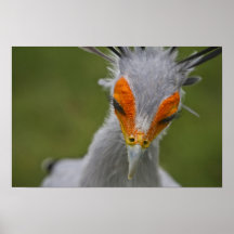 Sagittarius serpentarius poster