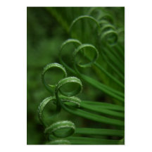 Sago Palm Frond  ATC Photo Card Business Card Template