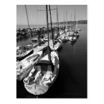 Sail Boats Black and White Postcard
