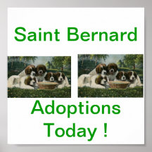 Saint Bernard Dog Adoption Today Signs Print