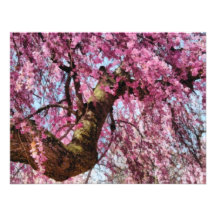Sakura - Finally it's Spring Custom Invites