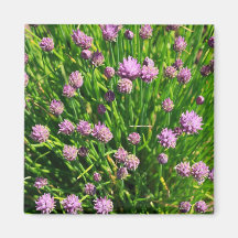 Salad Onion Blooming with Purple Blossoms Magnets
