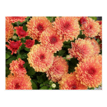 Salmon Coloured Mums Postcards