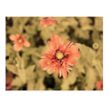 Salmon Opium Poppies on Green Postcard