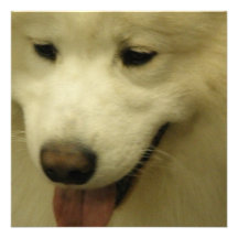 Samoyed Rescue Invitation