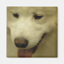 Samoyed Rescue Square Magnet