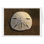 Sand Dollar (Colour) Card