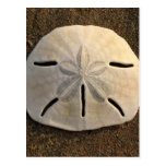 Sand Dollar Seashell Beach Postcards
