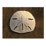 Sand Dollar Shell Beach Postcard (Colour Photo)