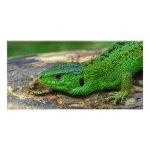 Sand Lizard Male Lacerta Agilis Photo Card