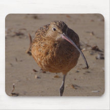 Sand Piper Bird On Beach Mouse Pads