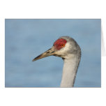 Sandhill Crane Card