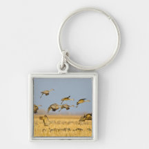 Sandhill cranes land in corn fields key chains