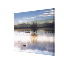 Sandhill Cranes Photography Stretched Print Stretched Canvas Print