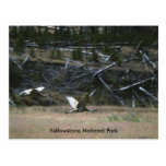 Sandhill Cranes Yellowstone National Park Postcard