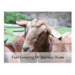 Sandy The Goat At The Gate Postcards