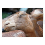 Sandy The Goat - Nap Time! Greeting Card