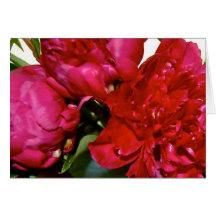 Sangre Greeting Card