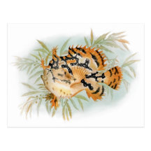 Sargassumfish (Histrio histrio) Post Card