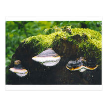 Saturn Mushrooms Post Cards